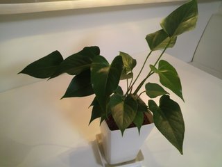 セリア、100均の観葉植物育ててる方☆