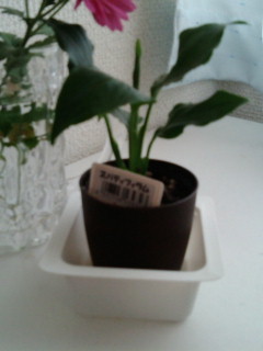 セリア、100均の観葉植物育ててる方☆