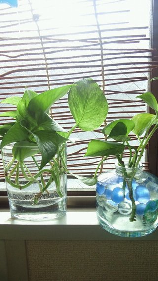 セリア、100均の観葉植物育ててる方☆