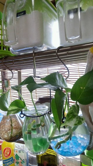 セリア、100均の観葉植物育ててる方☆