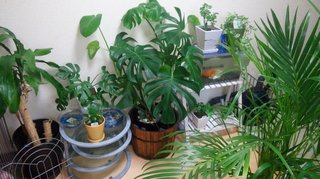 セリア、100均の観葉植物育ててる方☆