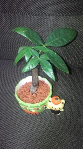 セリア、100均の観葉植物育ててる方☆