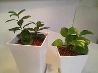 セリア、100均の観葉植物育ててる方☆