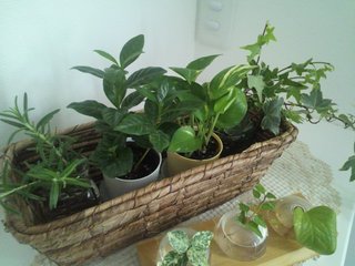 セリア、100均の観葉植物育ててる方☆
