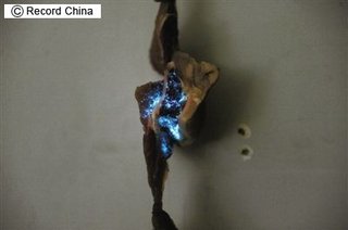 【画あり】青く光るブタ肉が市場に流通 蛍光菌繁殖