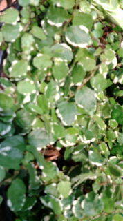 セリア、100均の観葉植物育ててる方☆