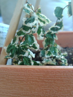 セリア、100均の観葉植物育ててる方☆