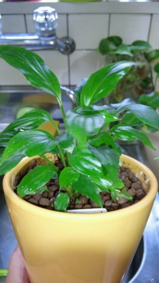 セリア、100均の観葉植物育ててる方☆