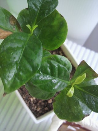 セリア、100均の観葉植物育ててる方☆