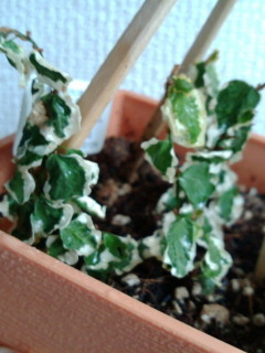 セリア、100均の観葉植物育ててる方☆