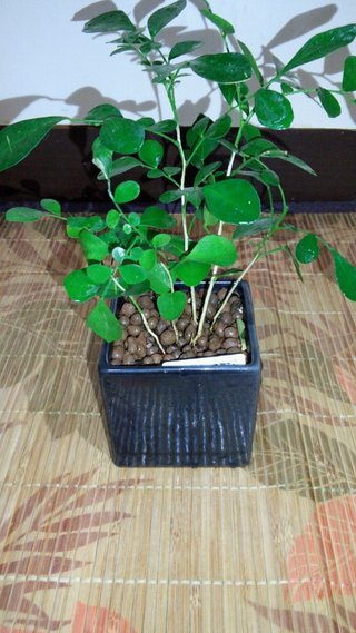 セリア、100均の観葉植物育ててる方☆