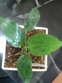 セリア、100均の観葉植物育ててる方☆