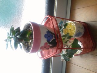 セリア、100均の観葉植物育ててる方☆