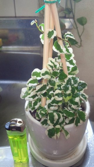 セリア、100均の観葉植物育ててる方☆