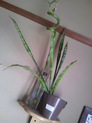 セリア、100均の観葉植物育ててる方☆