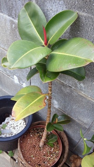 セリア、100均の観葉植物育ててる方☆