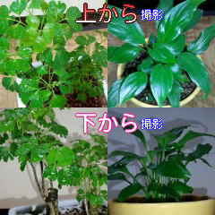 セリア、100均の観葉植物育ててる方☆