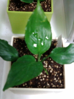 セリア、100均の観葉植物育ててる方☆