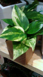 セリア、100均の観葉植物育ててる方☆