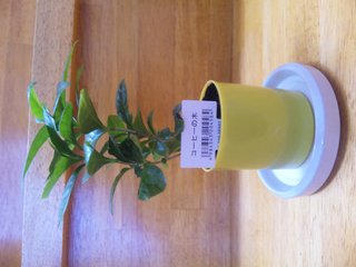 セリア、100均の観葉植物育ててる方☆