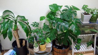 セリア、100均の観葉植物育ててる方☆