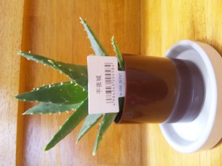 セリア、100均の観葉植物育ててる方☆