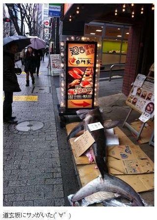 東京・代々木公園で「サメ」発見　何者かが遺棄か