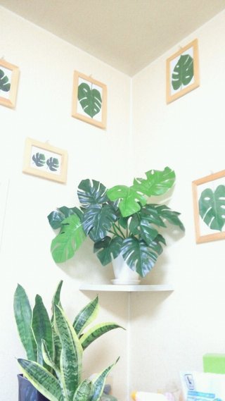 セリア、100均の観葉植物育ててる方☆