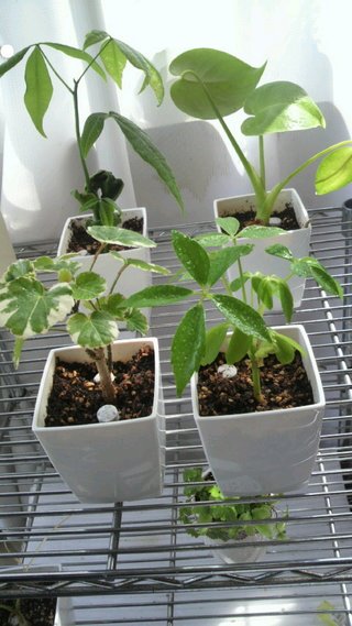 セリア、100均の観葉植物育ててる方☆