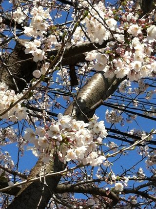 iPhone4sお使いの方！