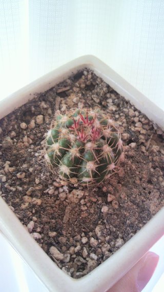 セリア、100均の観葉植物育ててる方☆