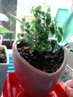 セリア、100均の観葉植物育ててる方☆