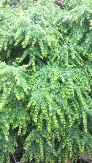 セリア、100均の観葉植物育ててる方☆