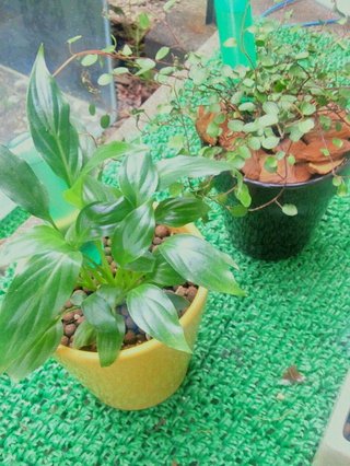 セリア、100均の観葉植物育ててる方☆