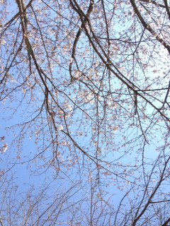 iPhone4sお使いの方！