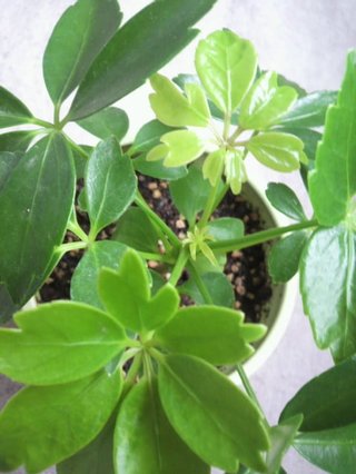 セリア、100均の観葉植物育ててる方☆