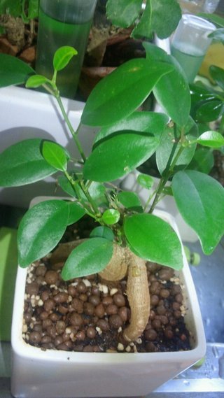 セリア、100均の観葉植物育ててる方☆