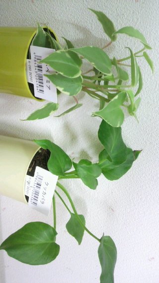 セリア、100均の観葉植物育ててる方☆