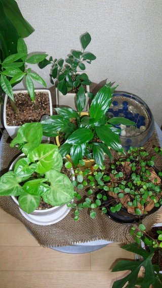 セリア、100均の観葉植物育ててる方☆