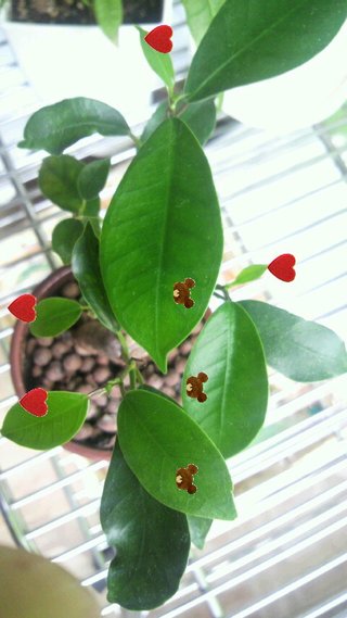 セリア、100均の観葉植物育ててる方☆