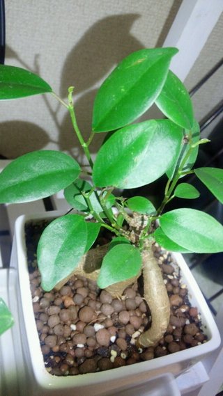 セリア、100均の観葉植物育ててる方☆