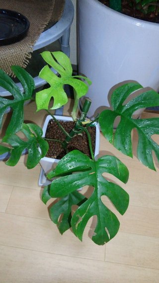 セリア、100均の観葉植物育ててる方☆