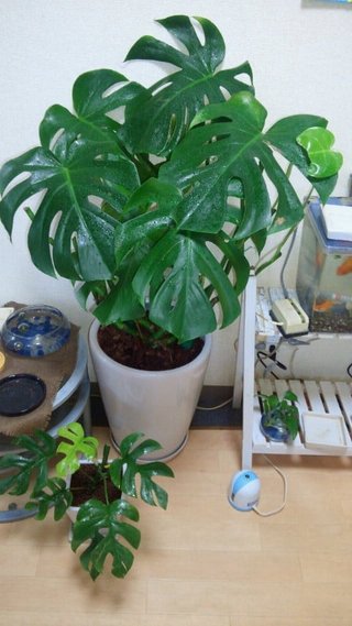 セリア、100均の観葉植物育ててる方☆