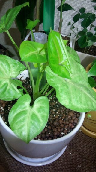 セリア、100均の観葉植物育ててる方☆