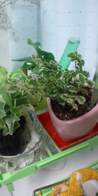 セリア、100均の観葉植物育ててる方☆