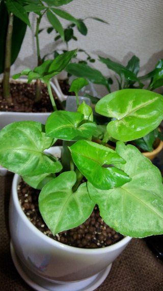 セリア、100均の観葉植物育ててる方☆