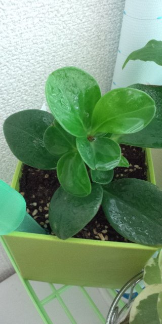 セリア、100均の観葉植物育ててる方☆