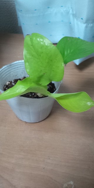 セリア、100均の観葉植物育ててる方☆