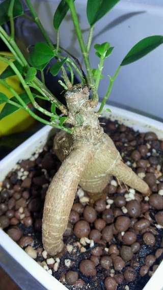 セリア、100均の観葉植物育ててる方☆