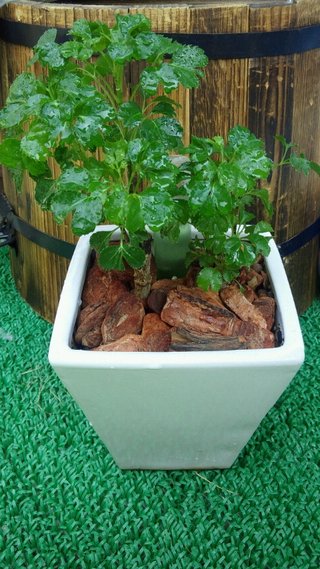 セリア、100均の観葉植物育ててる方☆